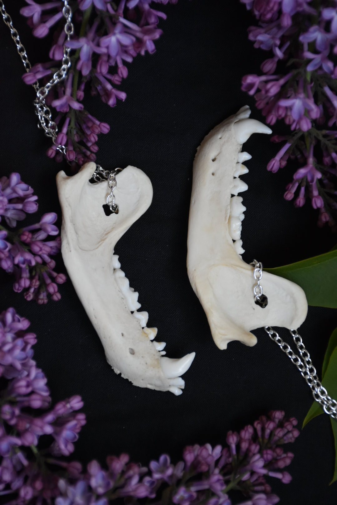 Badger jaw necklace