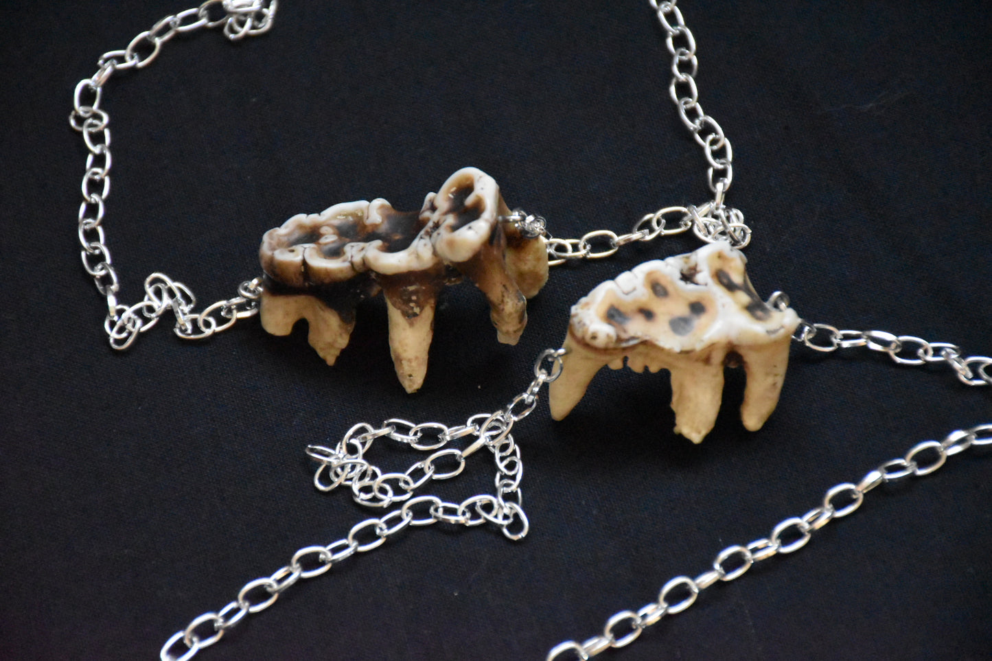 Worn tooth necklace